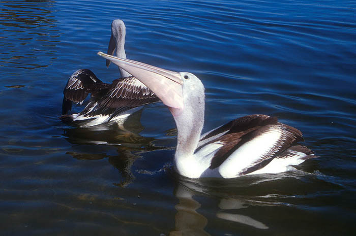 Noosa pelicans