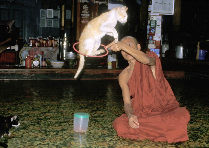Monk with jumping cat, Inle Lake