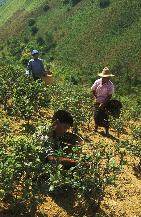 Padaung people picking tea near Kalaw