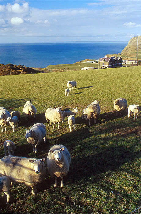 Sheep grazing on the Llyn Peninsula
