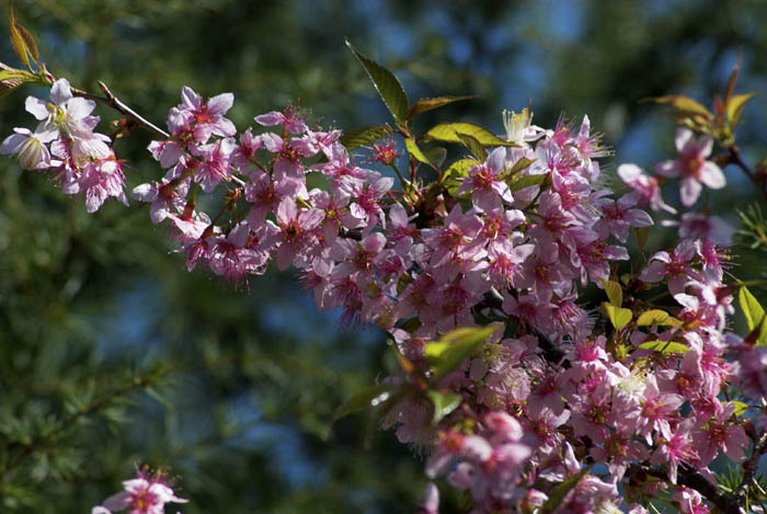 Blossom in the valleys outside Mussoorie