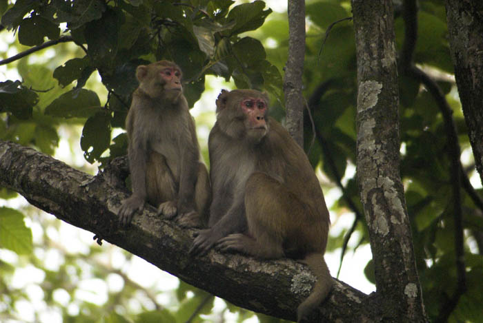 Macaques at Corbett National Park (Uttarakhand)
