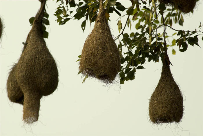 Hanging Nests