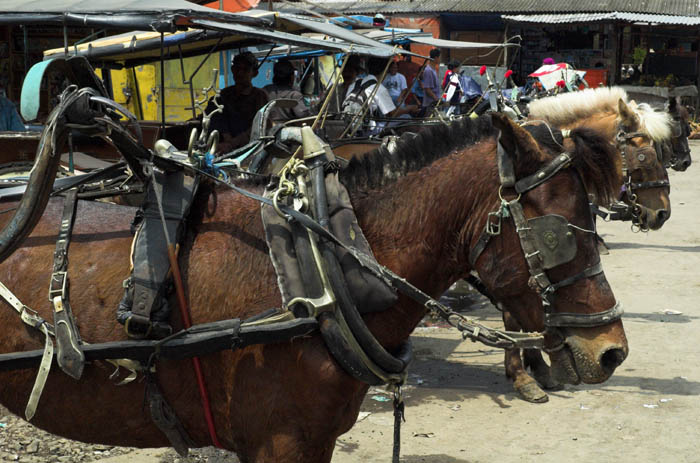 Indonesia: Dokar or horse cart transport, East Java