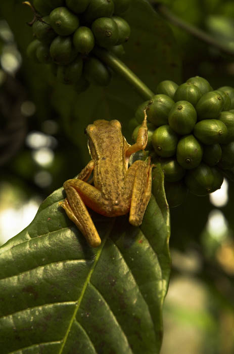Tree frog at Losari