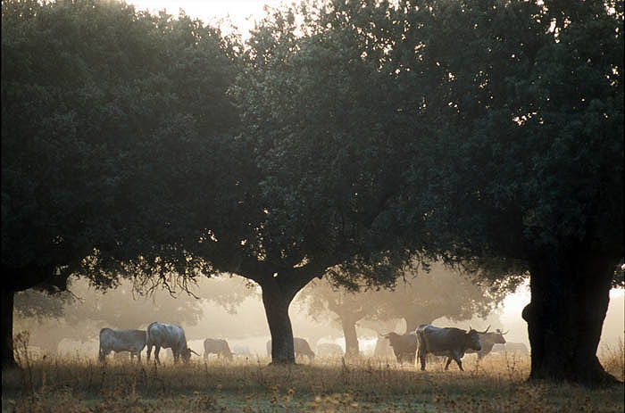 Sierra de Francia, Salamanca. Cattle grazing by the roadside in early morning