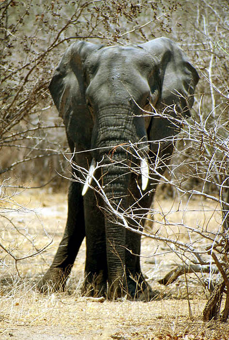 Elephant near Mvuu Camp