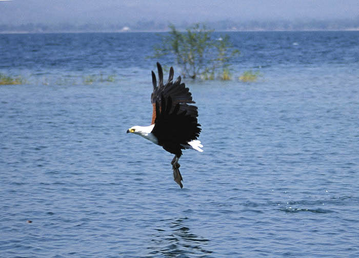 African fish eagle takes a bait on Lake Malawi