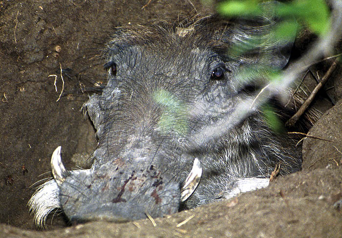 A warthog half-buried in its den