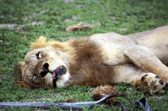 Bored lion at Selous Game Reserve, Tanzania