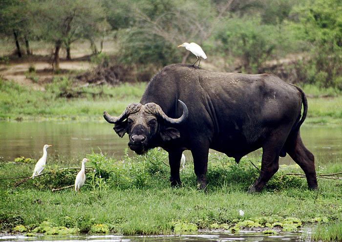 Buffalo, with friends, on the bank of the Rufiji
