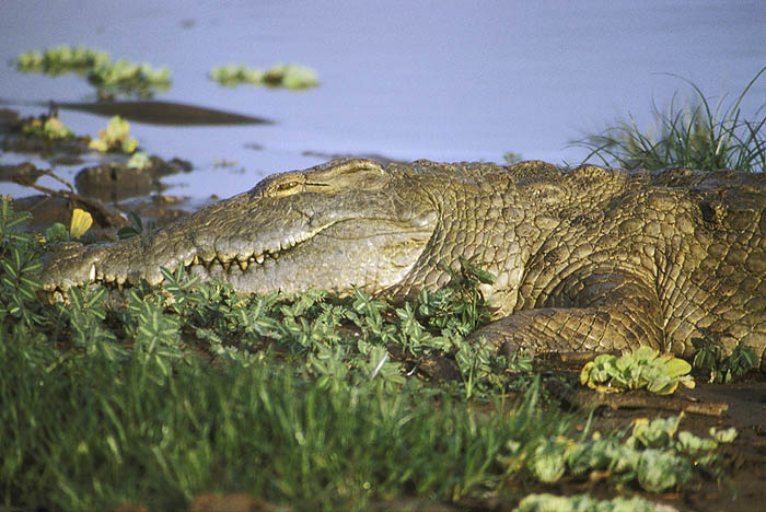 Crocodile lies in wait