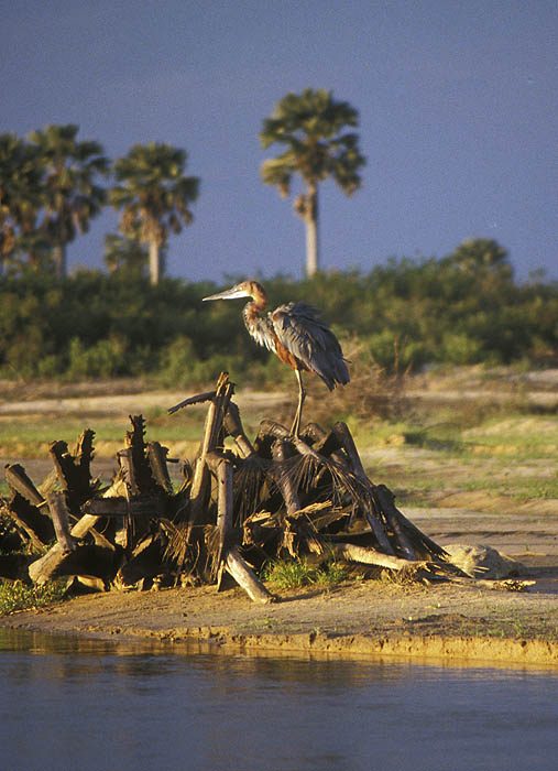 Stork beside the Rufiji