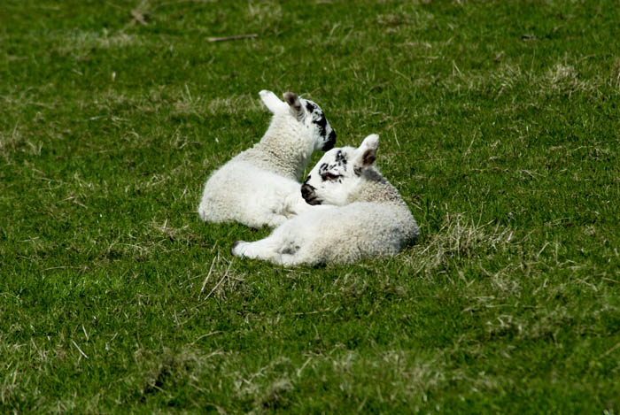 Spring lambs on Arran