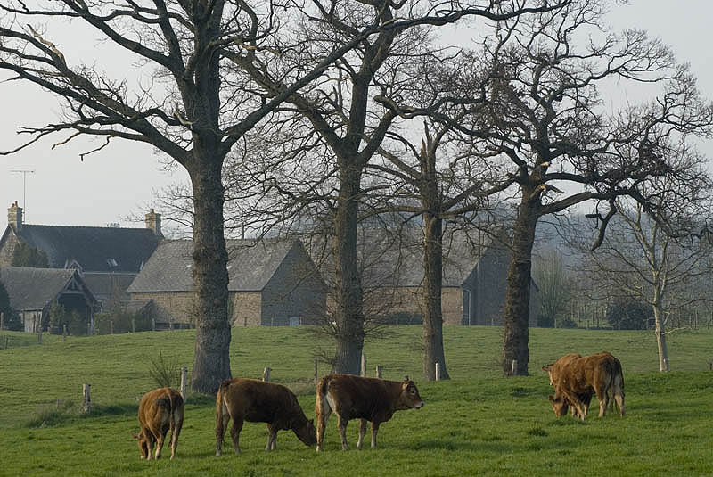 Norman cows grazing in an apple orchard