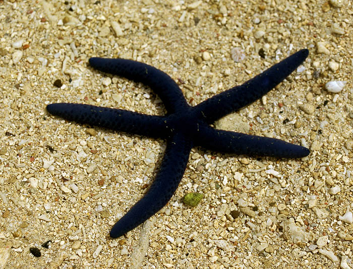 Starfish in the shallows