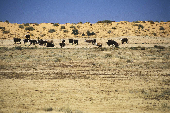 Cattle grazing beside the Birdsville Track