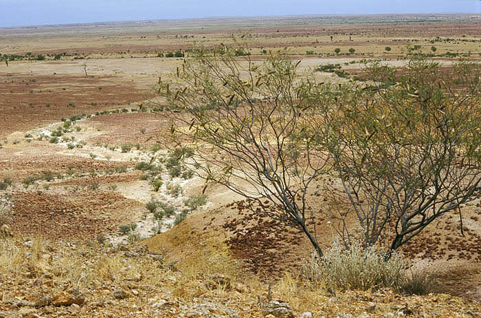 Channel Country, outside Birdsville