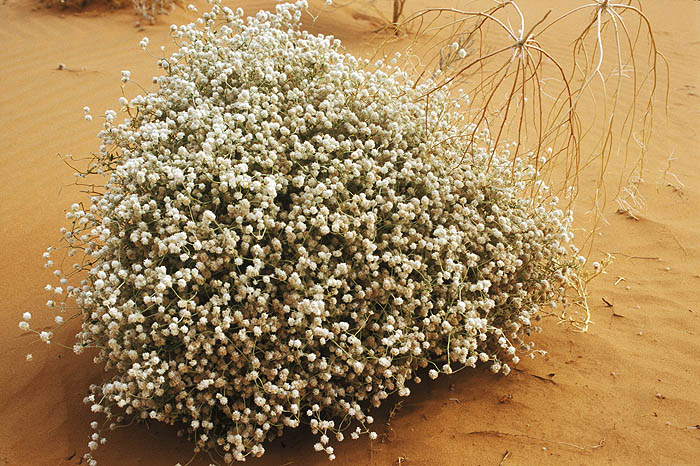 Flowering bush in the   desert