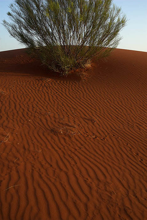 Dune crest, outside Windorah