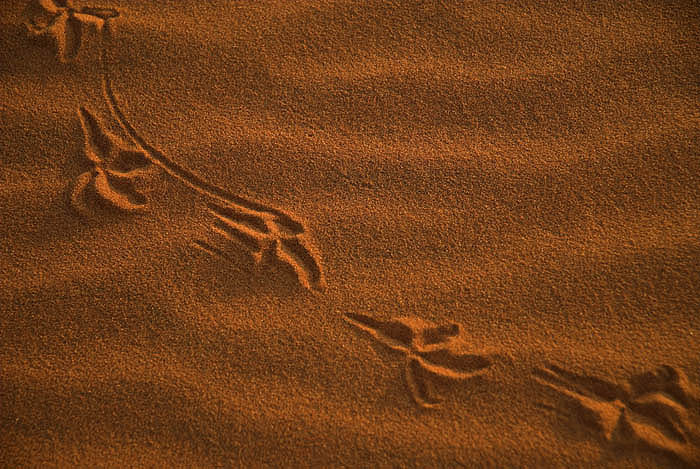 Tracks in the dunes outside Windorah
