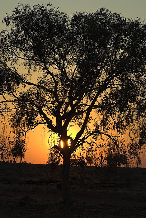Bush sunset, Windorah