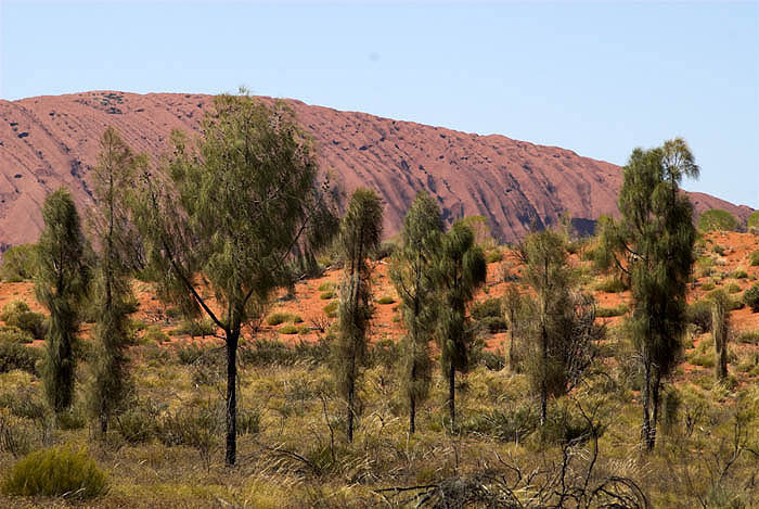 Desert oak woodland, Uluru (Ayers Rock)