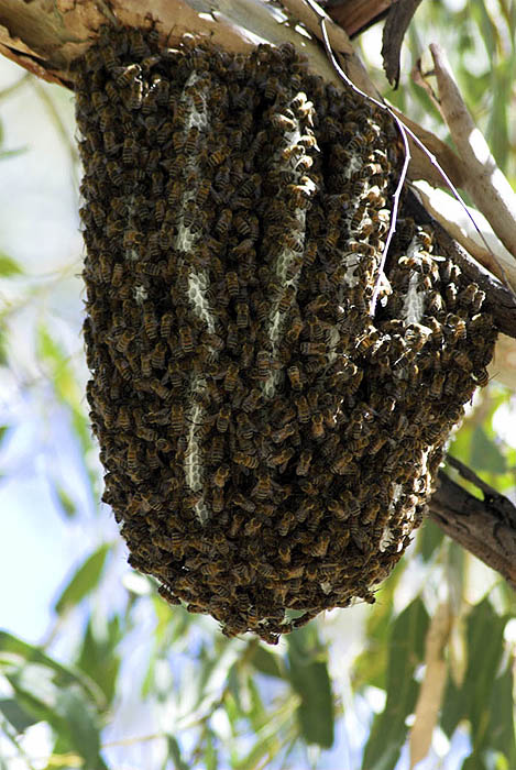 Hive of native bees, Kathleen Springs