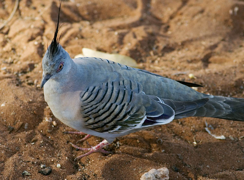 Crested Pigeon, Kings Canyon