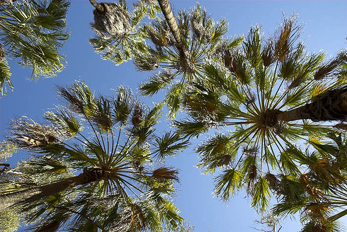 Red cabbage palms, Palm Valley