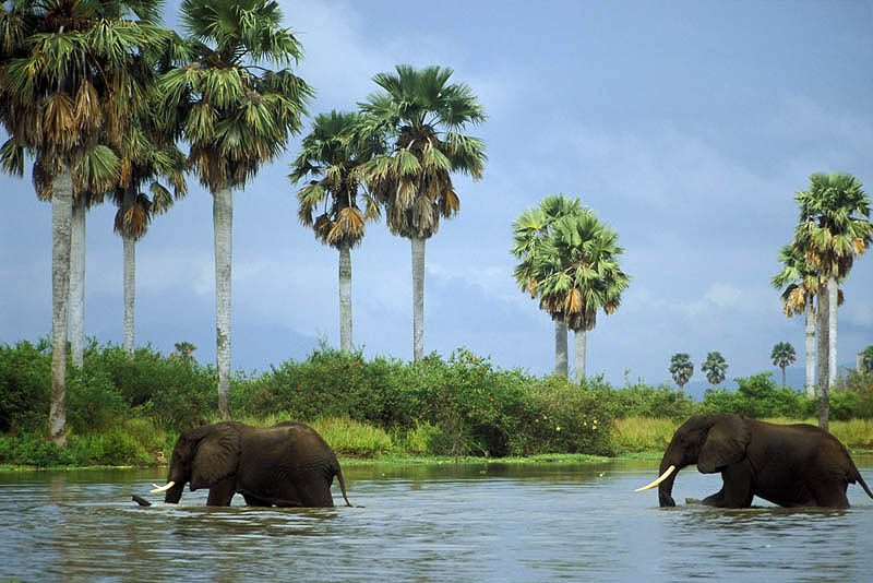 Elephants crossing the Rufiji