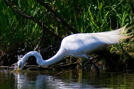 Heron Strike.jpg