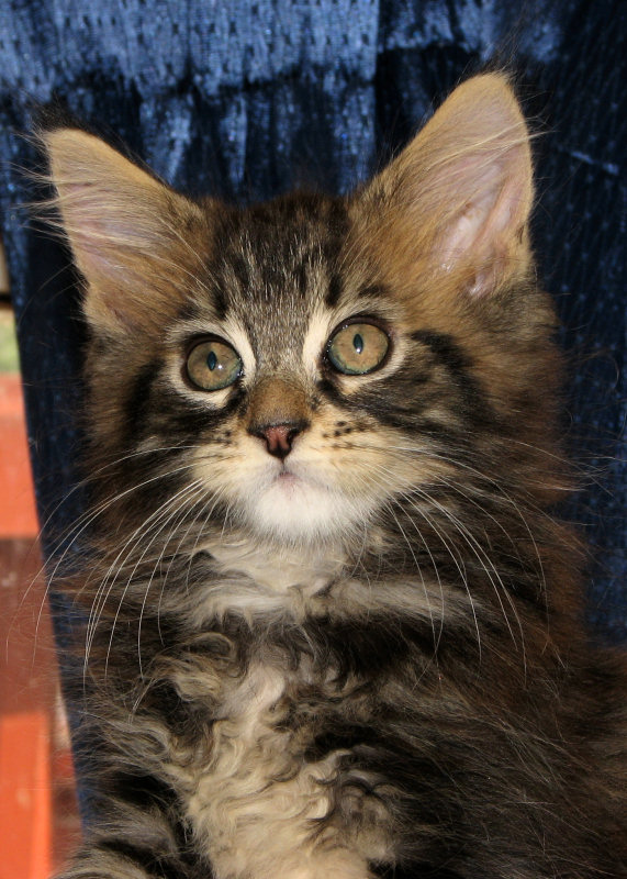 Maine Coon Kitten