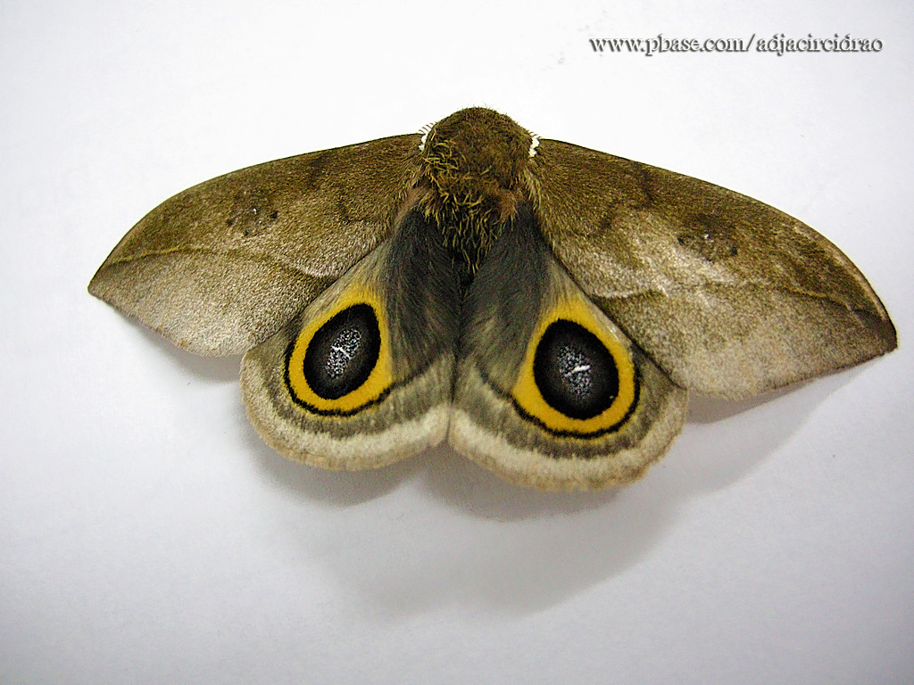Borboleta Olho