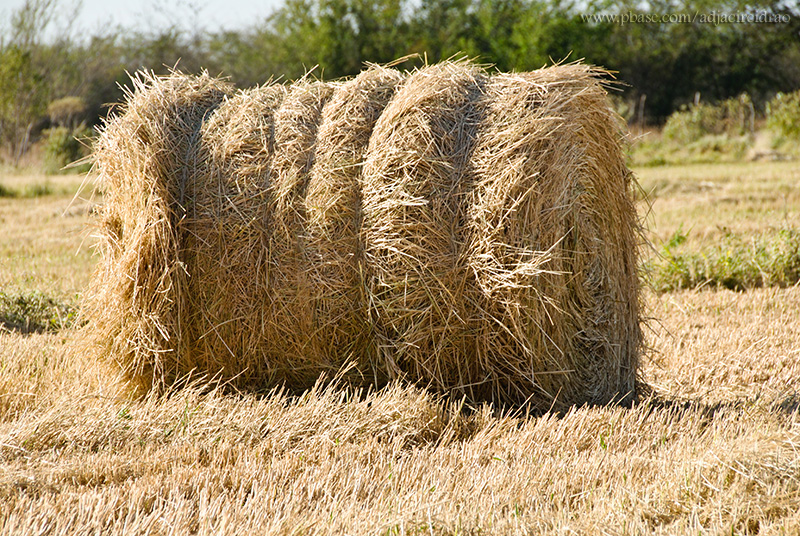 Tufos de palha de arroz