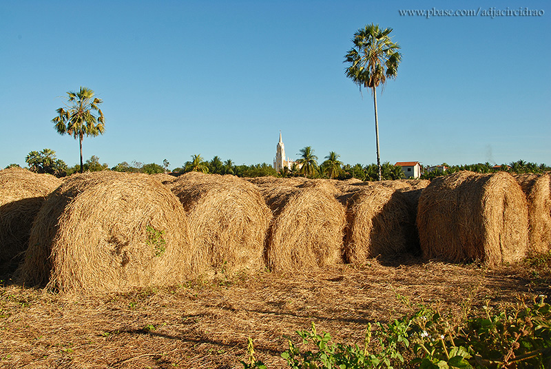 Tufos de palha de arroz e Igreja ao fundo