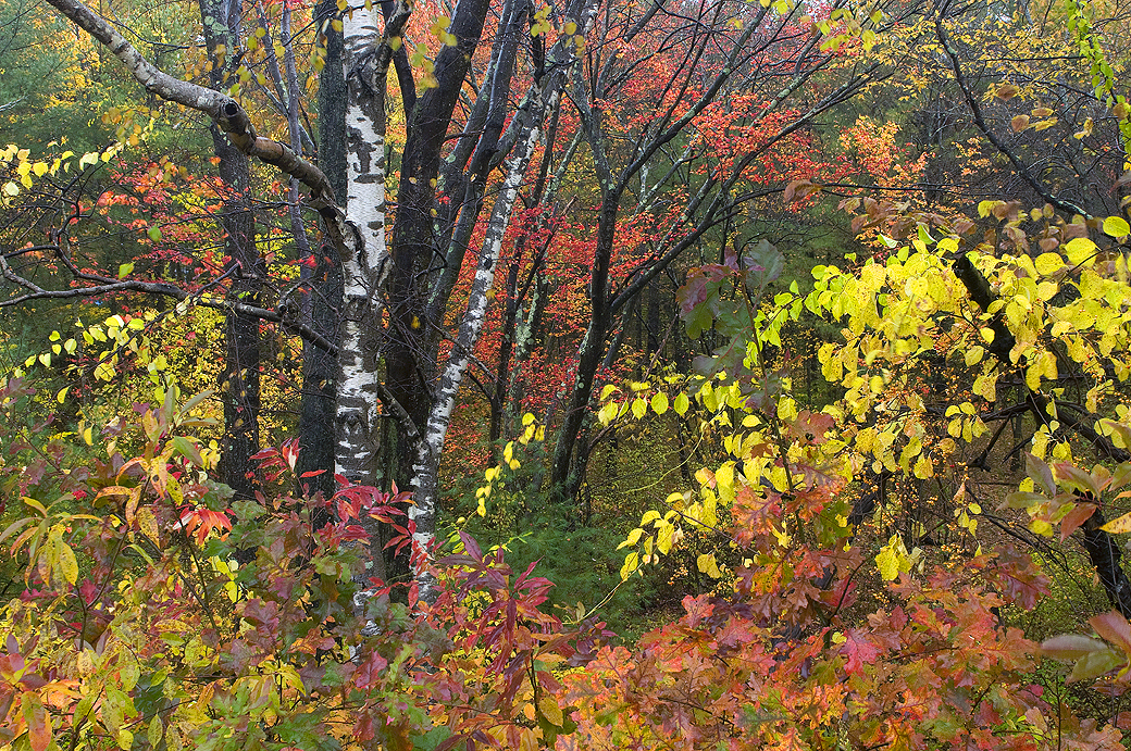 MA - Fall Forest Cross-section 1 - Maine