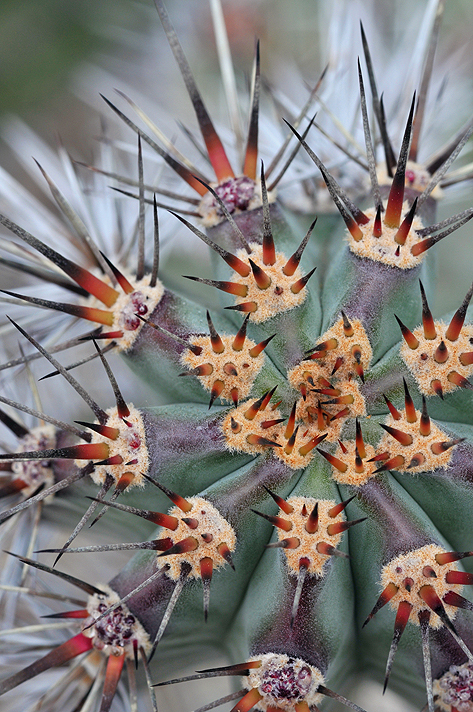 AZ - Cactus Needles