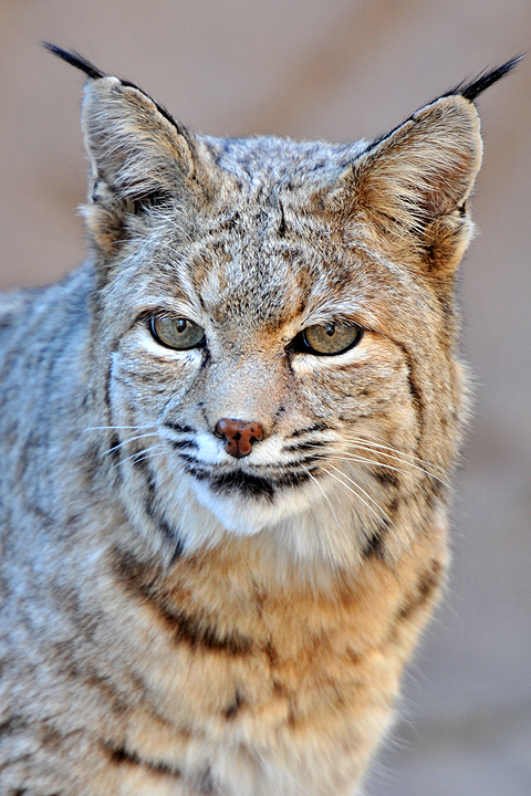 Bobcat 4