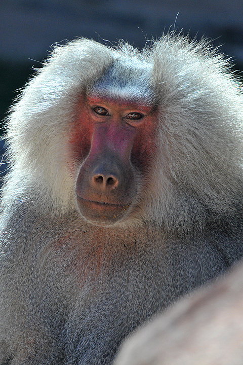 Baboon - Hamadryas 3