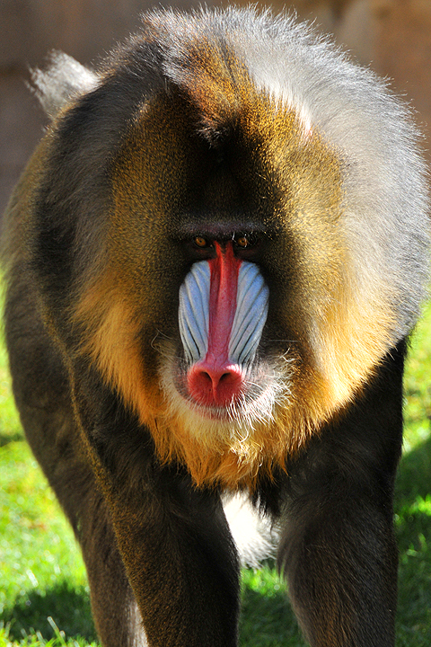 Baboon - Mandrill 2