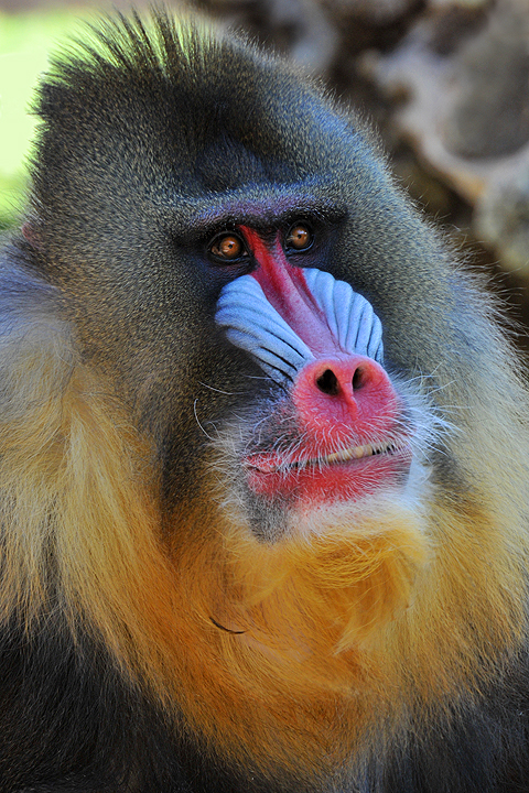 Baboon - Mandrill 3