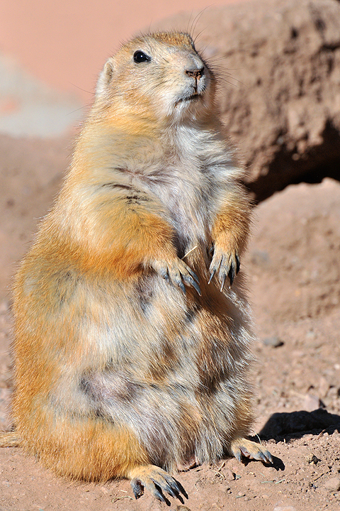 Prairie Dog 1