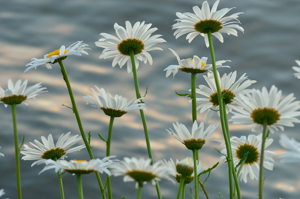 Lockport - Daisies Along Erie Canal 2.jpg