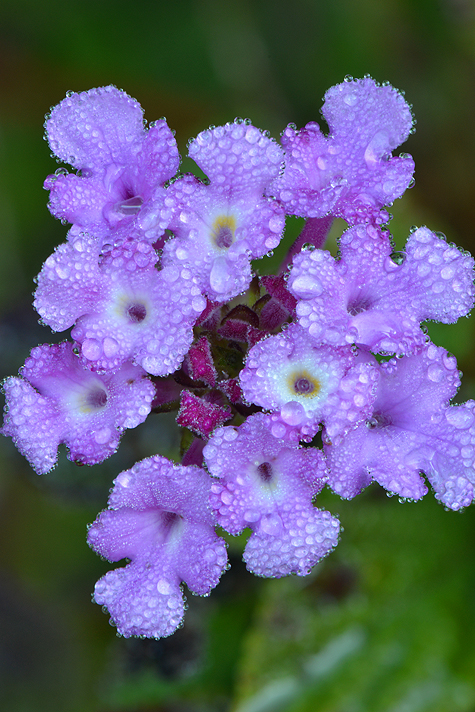 Dew Drop Lantana 2.jpg