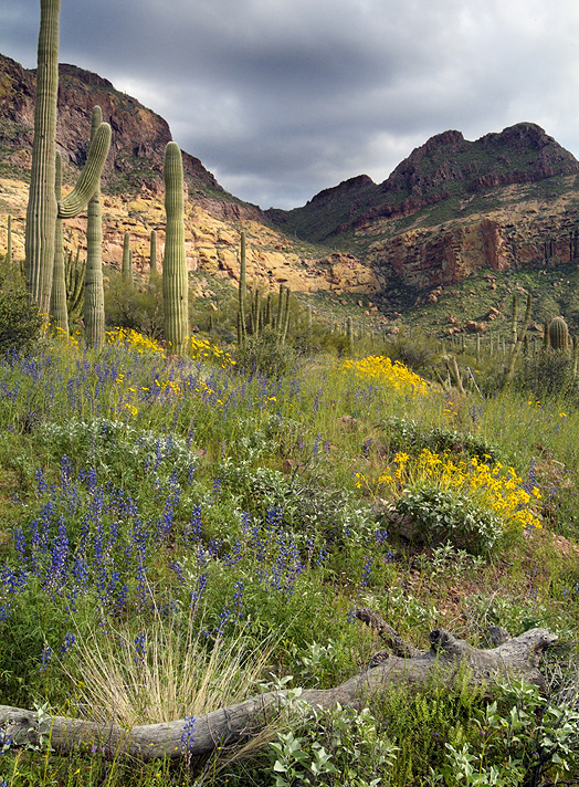 Organ Pipe NM Flowers & Cactus Hillside 3