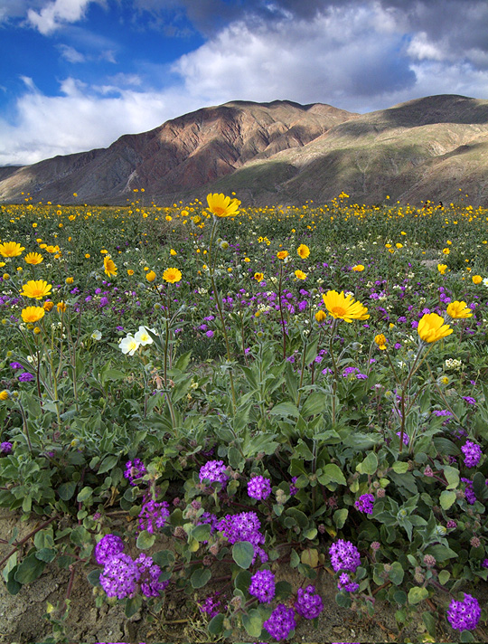 Anza Borrego SP - Primrose, Desert Sunflowers & Sand Verbena