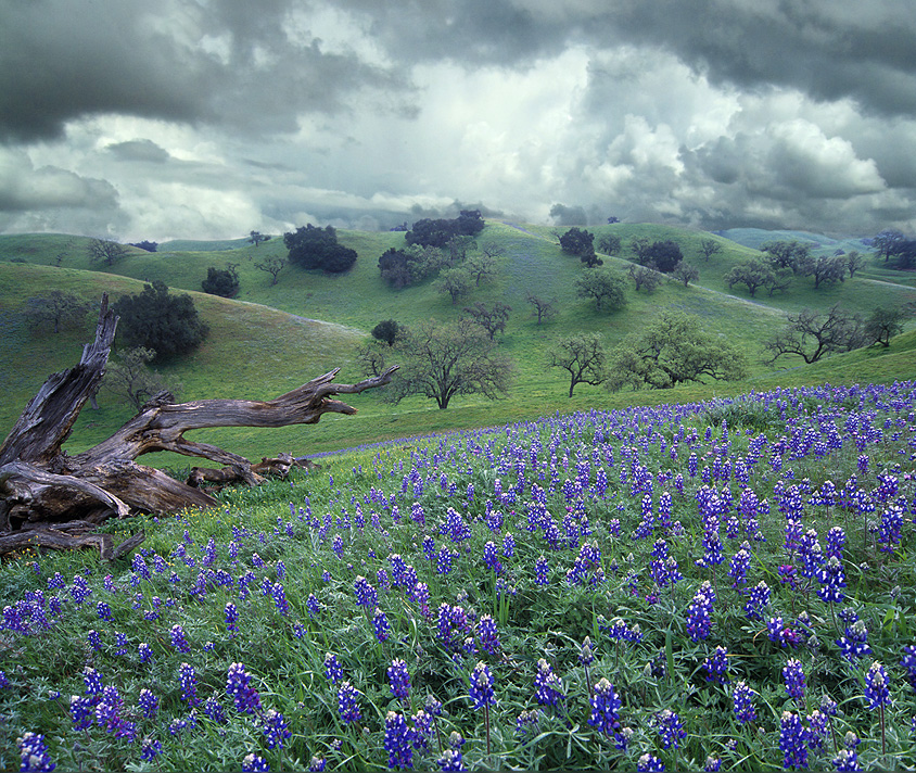 Los Olivos - Lupine & Storm Clouds