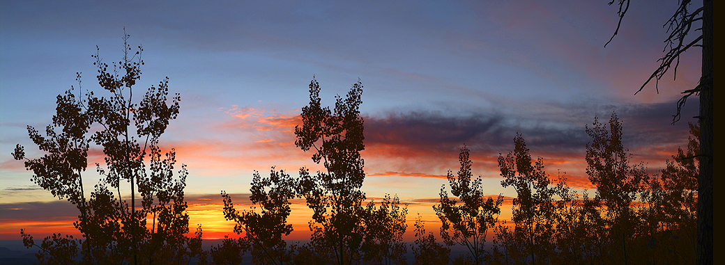Flagstaff - Mount Elden Aspen Silhouettes Sunrise (23x63)