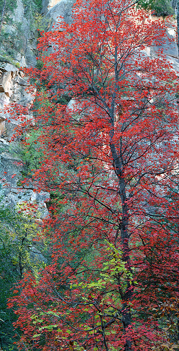 West Fork - Vertical Tree Closeup_23x45